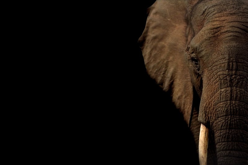 Elephant in Safari